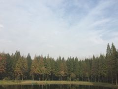 -黄海国家森林公园