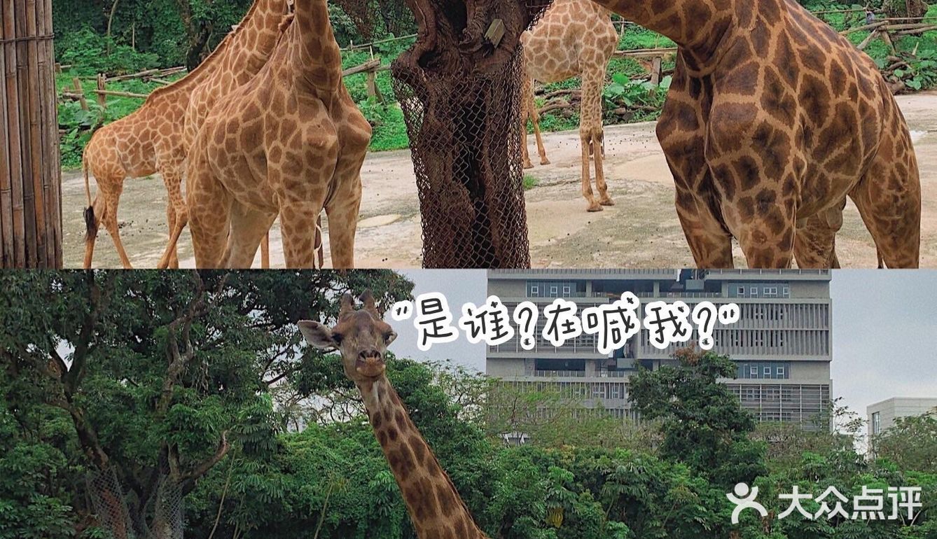 深圳|假日出游·野生动物园里的憨憨们在等你👋🏻