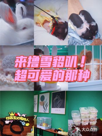萌出天际哎!刺猬和雪貂我也敢撸啦啦啦