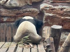 -石家庄市动物园