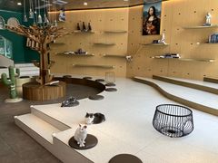-飞行喵MR PILOT|猫舍·猫咖(静安大融城店)