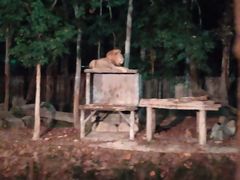 -清迈夜间动物园