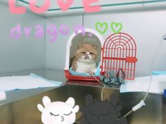 -特一安24小时宠物医院·骨科·中兽医