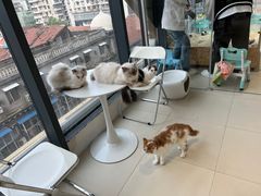 -怪兽屋·羊驼·猫咖·狗咖(俊华广场店)