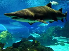 -瑞普利水族馆