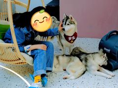 -Husky Go!哈士奇体验馆·宠物咖啡厅狗咖