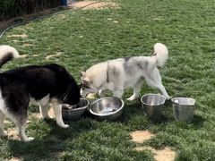 -趣玩宠物乐园寄养训犬训狗游泳池