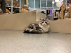 -飞行喵MR PILOT|猫舍·猫咖(静安大融城店)