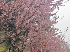 -南山植物园