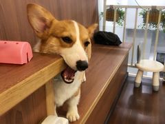 -柯斗斗主题餐厅·狗咖·围炉煮茶·茶饮(国瑞升平里店)