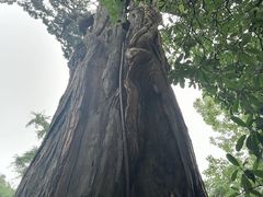 -青岛崂山太清宫