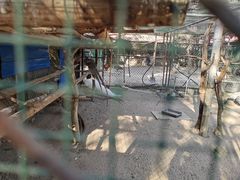 -保定市动物园