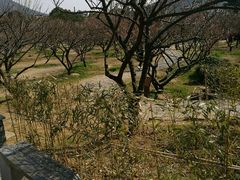 -香雪海