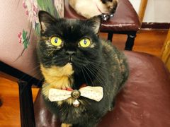 -猫小院猫主题咖啡厅(北锣店)