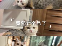 -小猫来了·猫咪专售(红山六九七九店)