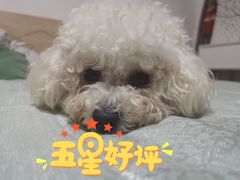 -芭比堂动物医院·犬猫全科·异宠专科(雁塔分院)