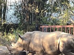 -清迈夜间动物园