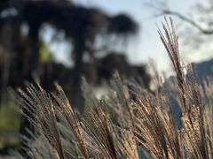 -石家庄市植物园