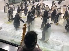 -大连圣亚海洋世界