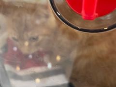 -贝康宠物医院·犬猫全科·小动物特色诊疗中心(东环路店)