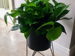 -中环花鸟鱼虫市场