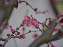 -香雪海