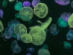 -珠海长隆海洋王国