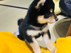 -逗柴咖啡屋·狗咖猫咖宠物桌游