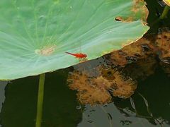 -天津东丽湖风景区