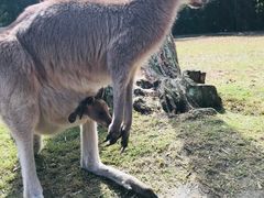 -可伦宾野生动物保护区