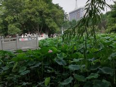 -莲湖公园