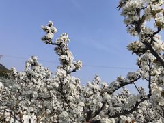 -树山生态村