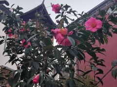 -大理文庙(大理古城)