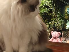 -咖法森林·咖啡  酒吧(天河店)