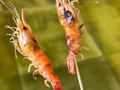 -大象营野Life营地·钓虾(坦尾店)