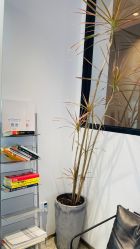 -ALONG HAIR阿龙发型