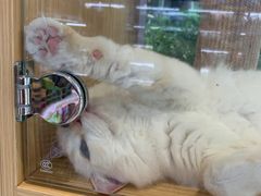 -鼎级派宠物(中南店)
