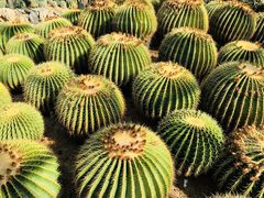 -深圳仙湖植物园