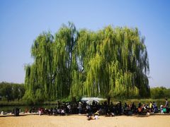 -大兴滨河森林公园
