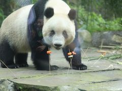-中国大熊猫保护研究中心雅安碧峰峡基地