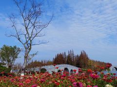 -桃花岛公园