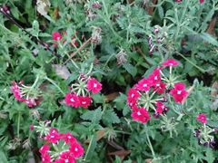 -大妙火锅·非物质文化遗产(东湖公园店)