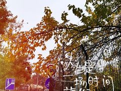 -三里屯东五街银杏大道