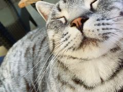 -喵屿·大理花园猫咖