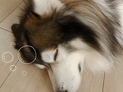 -Dog in Town Ekkamai