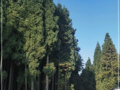 -武陵山森林公园