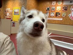 -和它·交个朋友·狗咖猫咖(爱琴海店)