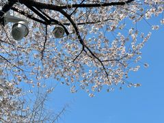 -红梅公园