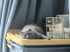 -爱洗澡的猫(天河路店)