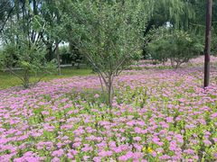 -野鸭湖国家湿地公园